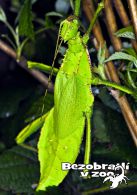 propagace dvur_kralove 1749