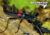 propagace dvur_kralove 1346