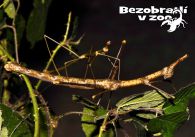 propagace dvur_kralove 1349