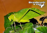 propagace dvur_kralove 1341