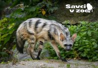 propagace dvur_kralove 825