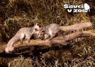 propagace dvur_kralove 852