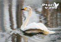 propagace dvur_kralove 1089