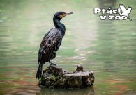 propagace dvur_kralove 1005