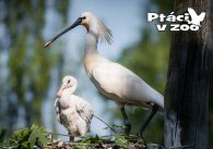 propagace dvur_kralove 1007
