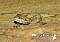 propagace dvur_kralove 1194