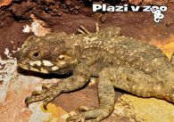 propagace dvur_kralove 1195