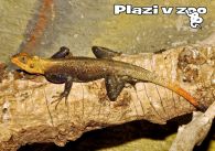 propagace dvur_kralove 1196