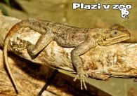 propagace dvur_kralove 1197