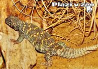propagace dvur_kralove 1202