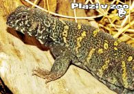 propagace dvur_kralove 1203