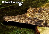 propagace dvur_kralove 1235