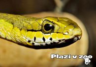 propagace dvur_kralove 1146