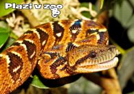 propagace dvur_kralove 1166