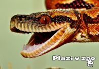 propagace dvur_kralove 1167