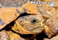 propagace dvur_kralove 1257