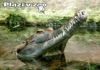 propagace dvur_kralove 1227