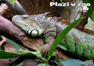 propagace dvur_kralove 1225