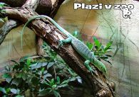 propagace dvur_kralove 1226