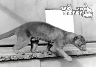 propagace dvur_kralove 296