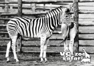 propagace dvur_kralove 320