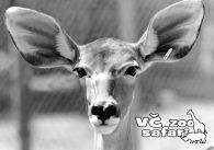 propagace dvur_kralove 323