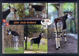 propagace dvur_kralove 1808