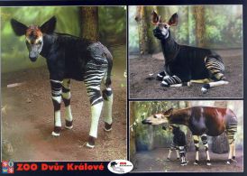 propagace dvur_kralove 1807