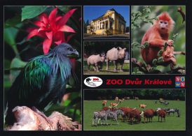 propagace dvur_kralove 1809