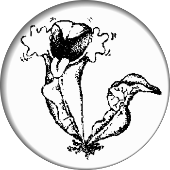 logo  Teplice Botanical Garden