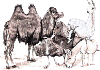 logo Farm Wenet